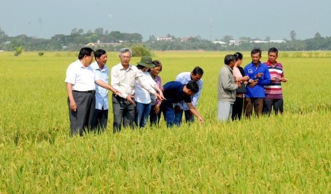 Cánh đồng SX lúa hữu cơ không sử dụng phân hóa học. Ảnh: Lê Hoàng Vũ.