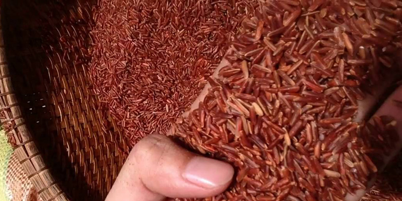 Cách dùng gạo lứt huyết rồng Export