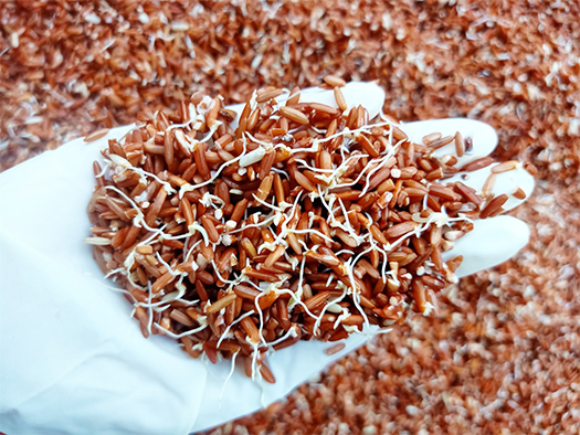 Làm gạo mầm từ gạo lứt huyết rồng