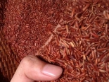 Cách dùng gạo lứt huyết rồng Export