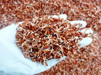 Làm gạo mầm từ gạo lứt huyết rồng