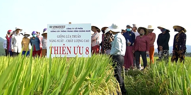 Gạo ngon thế giới